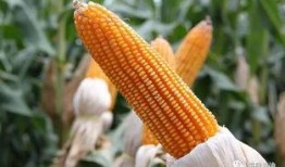云南收玉米价格最新爆料,揭秘市场动态与价格走势