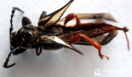 天牛哥最新爆料新闻网,新闻网最新动态揭秘