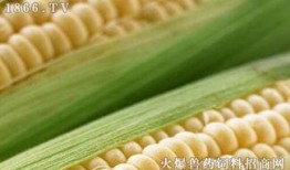 云南收玉米价格最新爆料,揭秘市场动态与价格走势