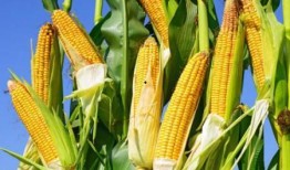 云南收玉米价格最新爆料,揭秘市场动态与价格走势
